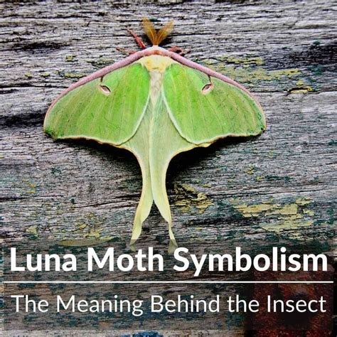 black luna moth tattoo meaning|what do luna moths represent.